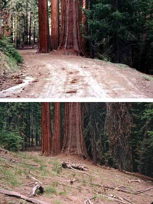 Above is the restored roadbed (2004) of the former Round Meadow loop road.