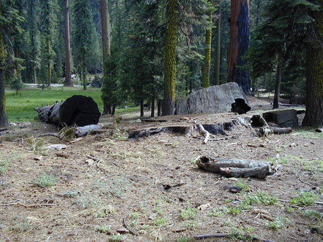 The circular end of a felled sequoia stands over the stump where the tree once stood