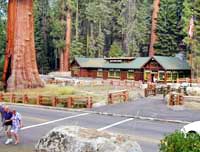 The Giant Forest Museum, converted from the historic Market building, introduces visitors to the natural history of the big trees.