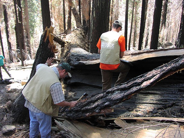 USGS biologists conduct bark beetle surveys in a forest plot. USGS biologists conduct bark beetle surveys in a forest plot.