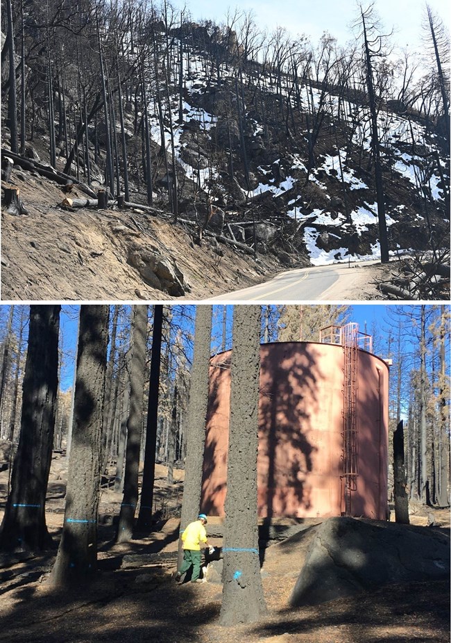 Upper image shows fire-killed trees along both sides of a road, with a few large trees cut above the road.