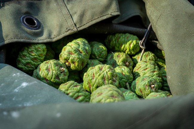Closeup image of the open top of a canvas bag filled with bright green giant sequoia cones.