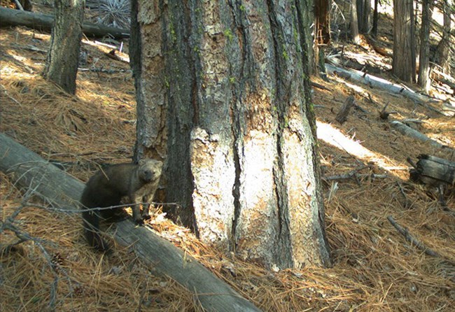 Pacific fisher, a brown animal about the size of a large house cat, stands by a large pine tree.