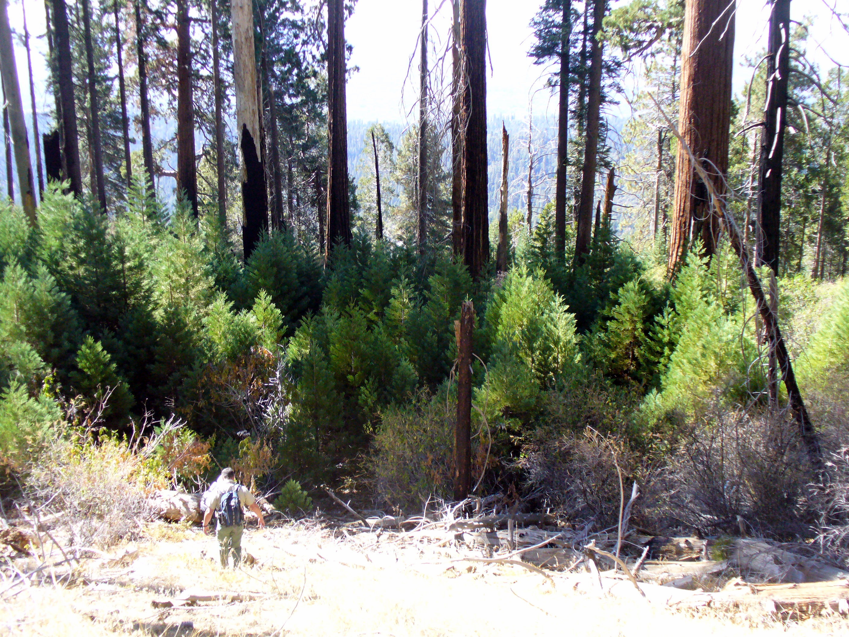 Giant Sequoias And Fire Sequoia Kings Canyon National Parks U S National Park Service