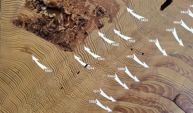 Cross-section of giant sequoia wood showing numerous fire scar dates indicated with arrows.