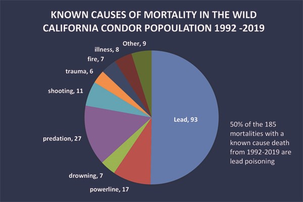 A pie chart depicting the primary causes of mortality for California condors for the period 1992 through 2019, source US Fish and Wildlife Service. Fifty percent of mortality is attributed to ingestion of lead.