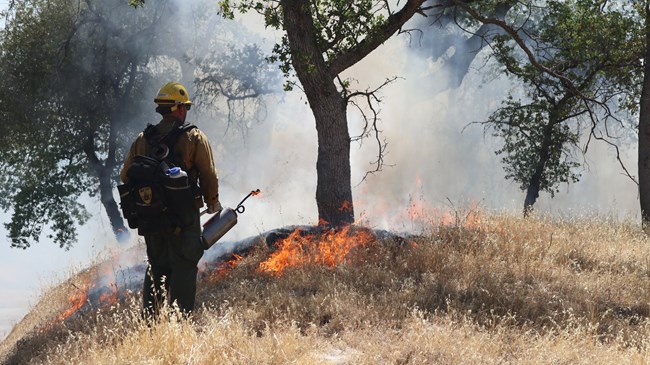A fire fighter sets a prescribed burn to dry grasses surrounding a tree