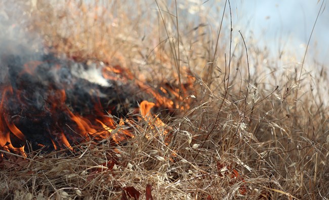 Fire burns in dry grass during a prescribed burn