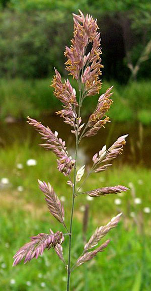 Our Most Invasive Non Native Plants Sequoia Kings Canyon National Parks U S National Park Service Our Most Invasive Non Native Plants Sequoia Kings Canyon National Parks U S National Park Service