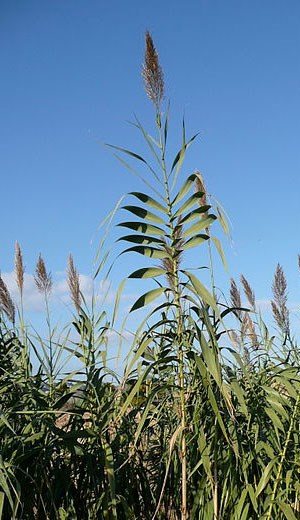 Giant reed flowers and stalks