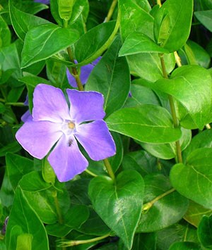 Greater periwinkle flower and leaves