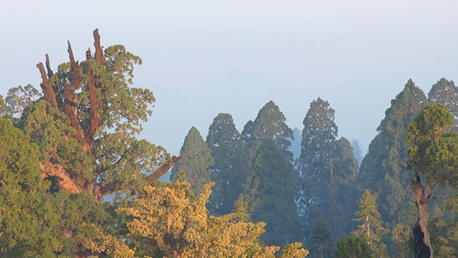 Giant sequoias showing healthy crowns and foliage dieback.