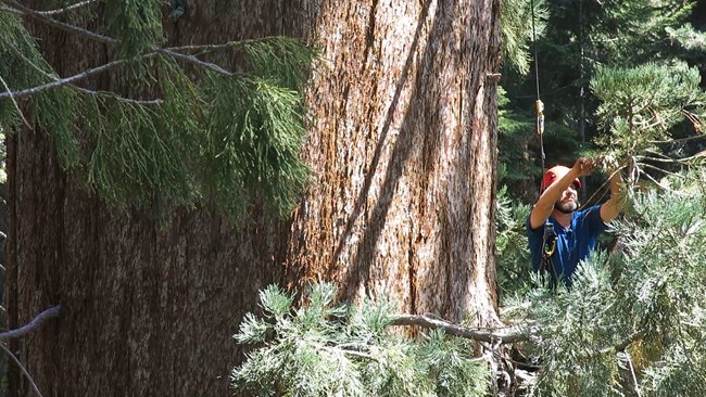 Research scientist collects foliage from a giant sequoia.