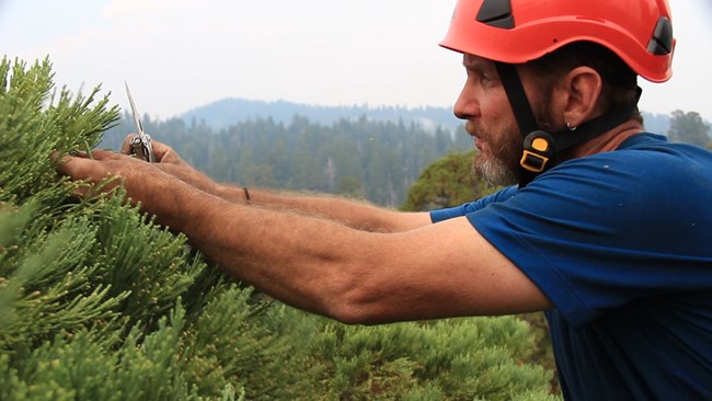 Scientist at the top of a giant sequoia tree, roped in and wearing a helmet, collects foliage sample.
