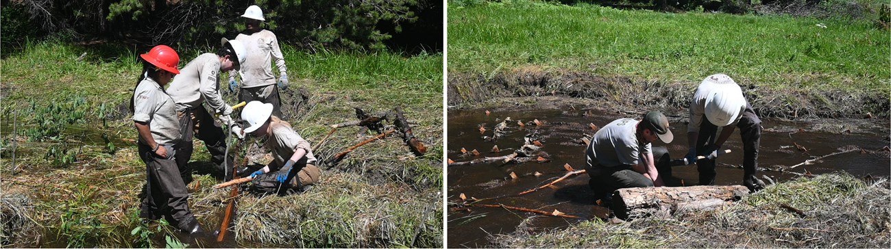 Left image: Four field crew members work together to angle a stick into the mud of a stream channel; right image: Two field staff kneel near a log and pounc in a stick to anchor it against the stream edge.