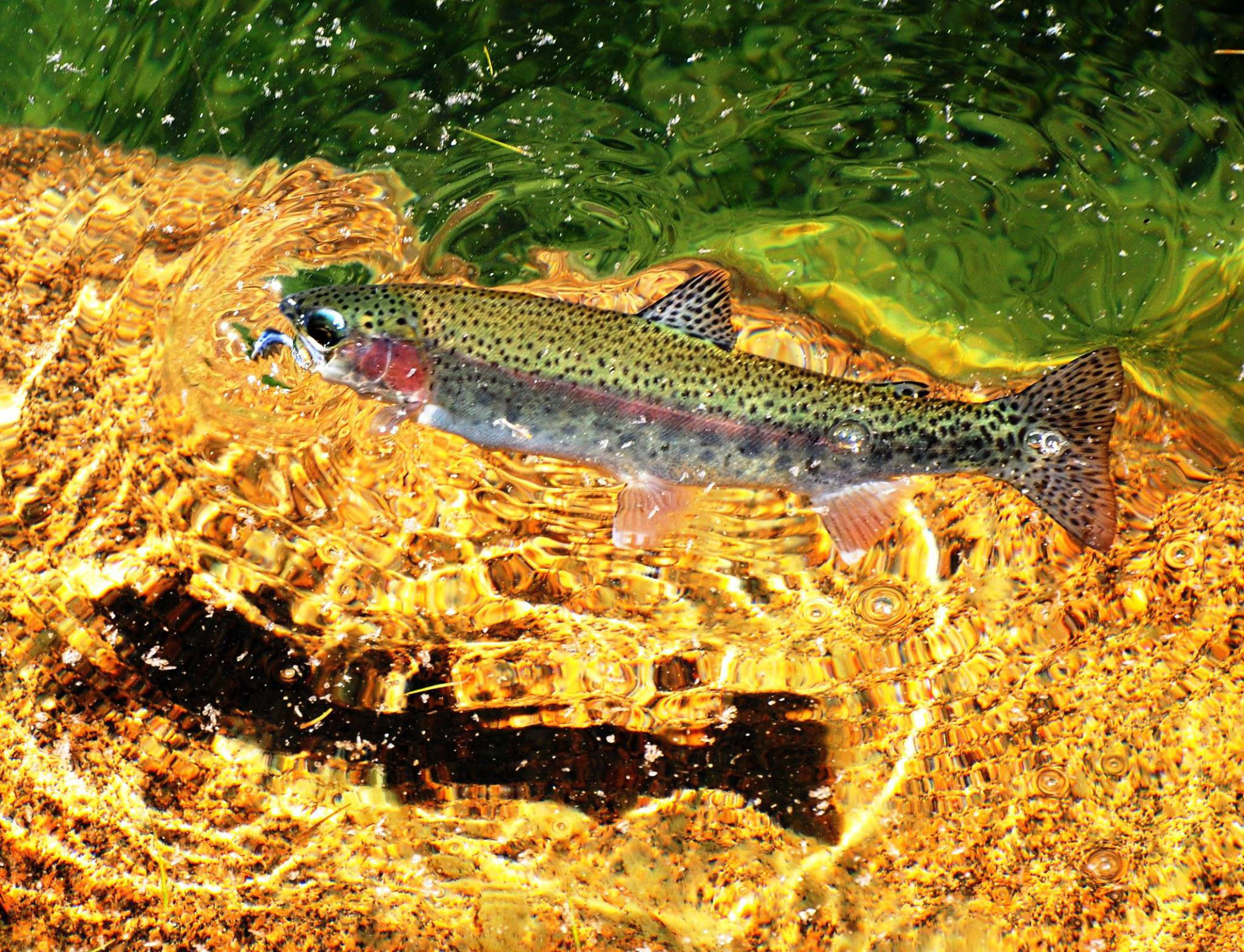 Amphibians and Fish Sequoia & Kings Canyon National Parks (U.S