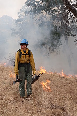 A hotshot performs ignitions on a prescribed burn