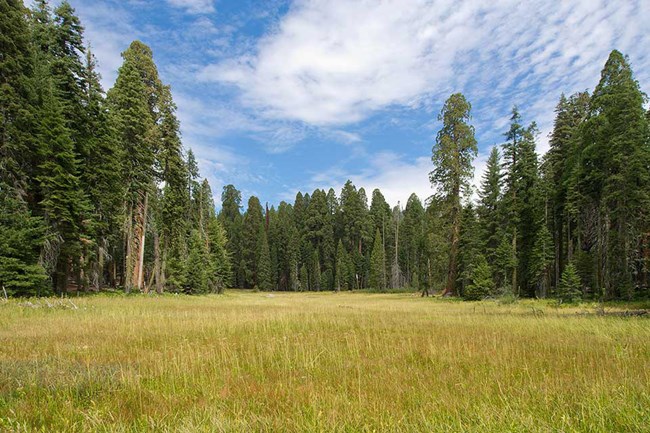 Crescent Meadow, Sequoia National Park