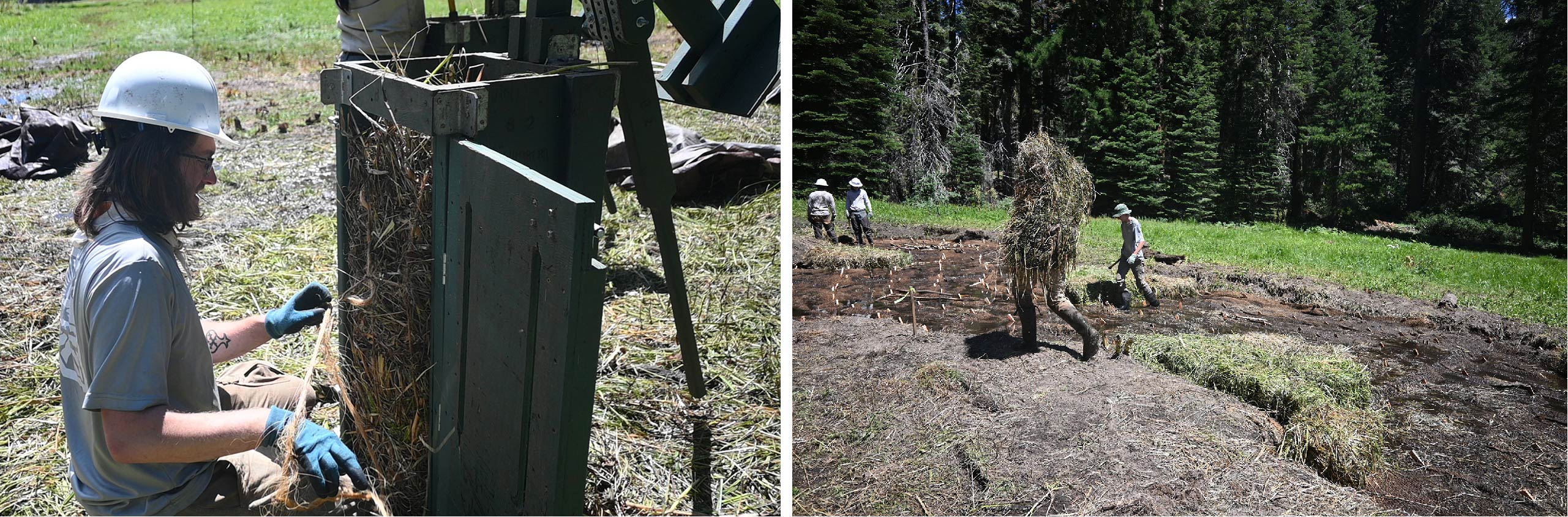 Log Meadow Restoration - Sequoia & Kings Canyon National Parks (U.S.  National Park Service)