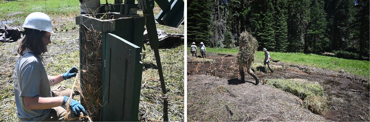 Left image: Field crew member wearing a hard hat sits in front of a box shaped wooden container that is used to compact and bale meadow vegetation into a hay bale; right image - View of person walking with large hay bale on back hauling it toward water.