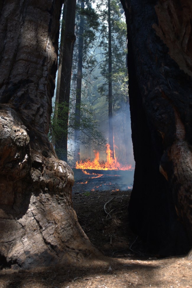 Low intensity fire burns on forest floor under giant sequoias and other conifers