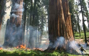 Firefighters ignite prescribed fires in sequoia groves to encourage giant sequoia germination. Firefighters ignite prescribed fires in sequoia groves to encourage giant sequoia germination.