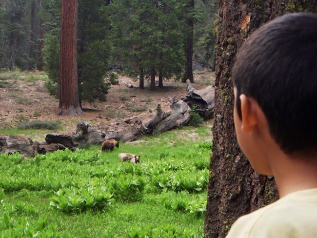 A child stares at a bear off in the distance.