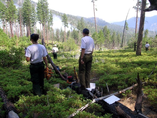 Several fire monitoring field crew members in shrub vegetation with fire burning in distance, use meter tapes to install vegetation and fuels monitoring plots.