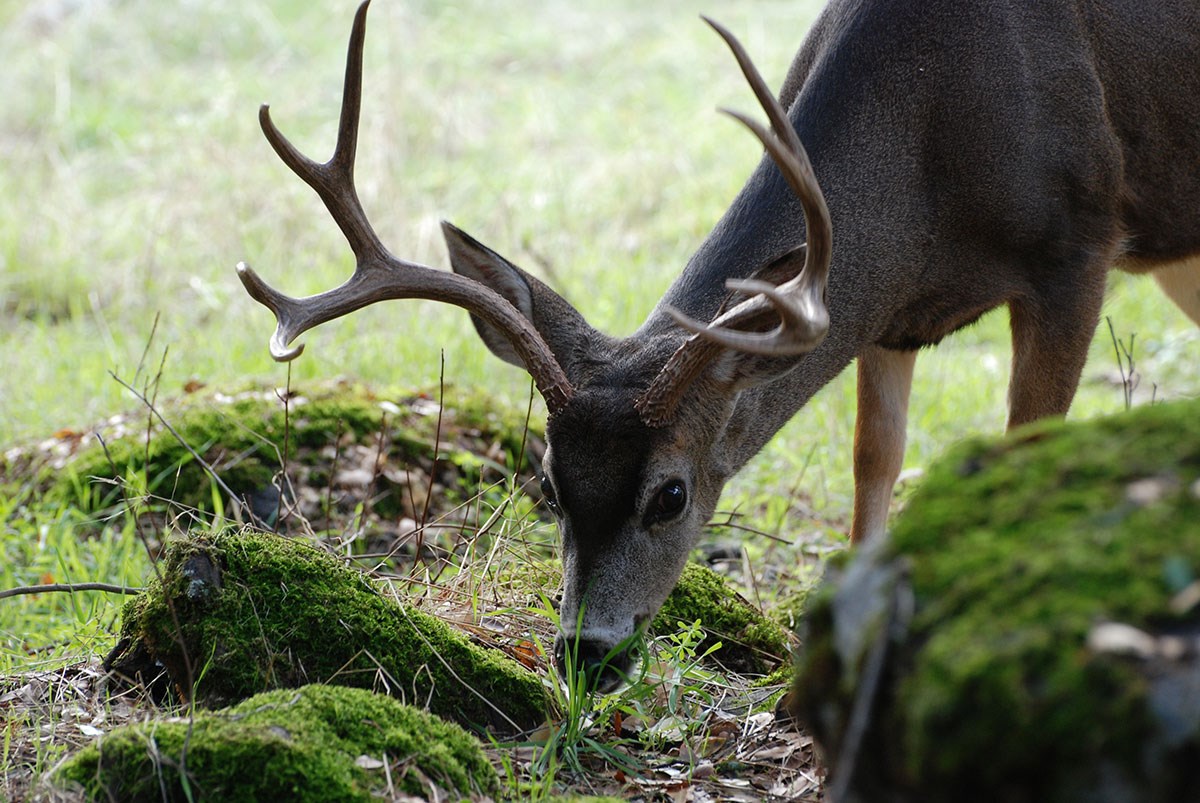 Mule deer