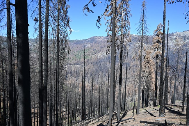 View downslope and across a drainage of many dead conifers following a 2021 wildfire.