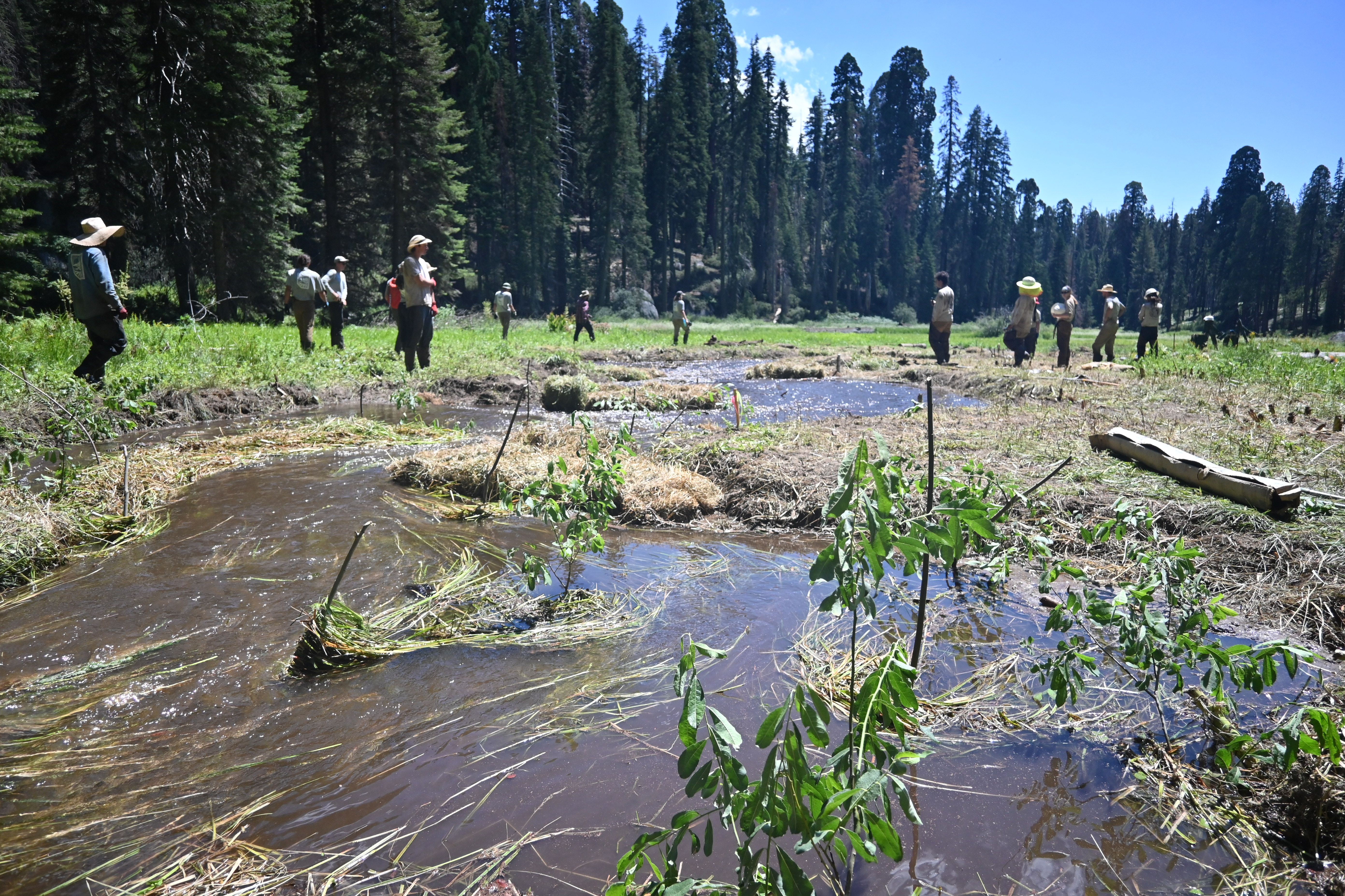 Work crews watch as newly releassed water winds amongst willow shoots and restored channel in meadow surrounded by large conifer trees..