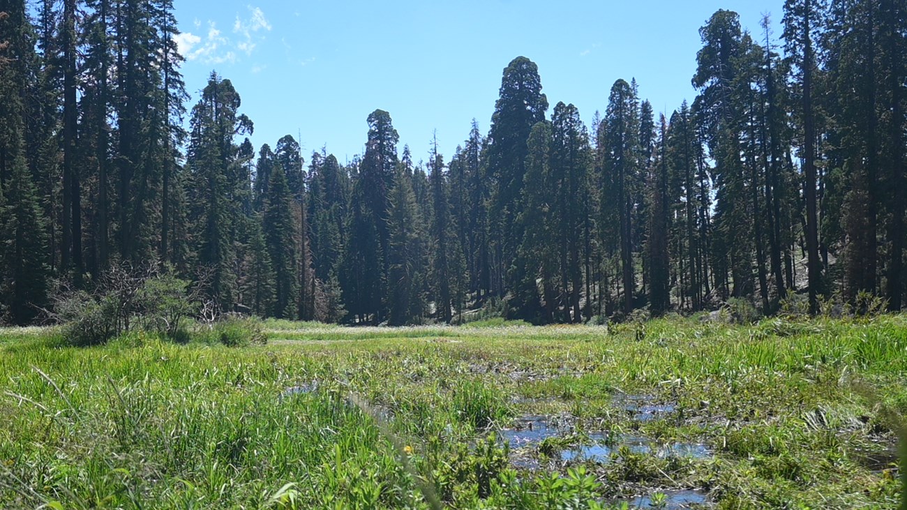 View of pooled water in foreground amidst bright green meadow plants and giant sequoias and mixed conifer forest along far end of meadow.