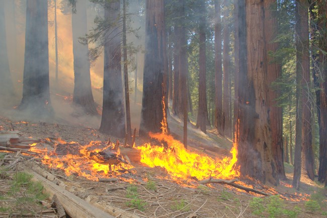 Fire burning along the ground below giant sequoias