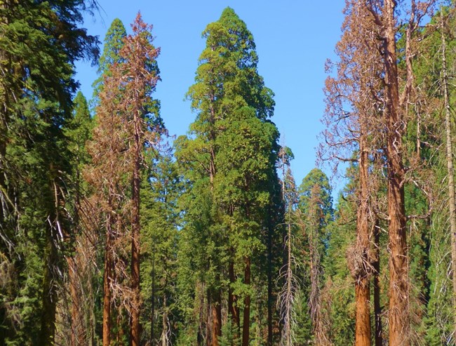 Several beetle-killed giant sequoias show up with brown foliage in contrast to the green branches of surrounding live trees.