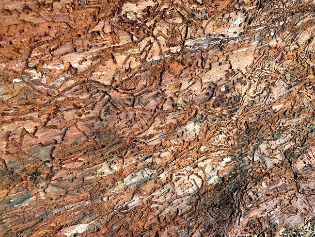 Galleries or tunnels from bark beetle feeding on inner living tissue of a tree