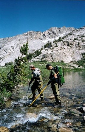 Electrofishing a restoration stream in Sequoia and Kings Canyon National Parks.