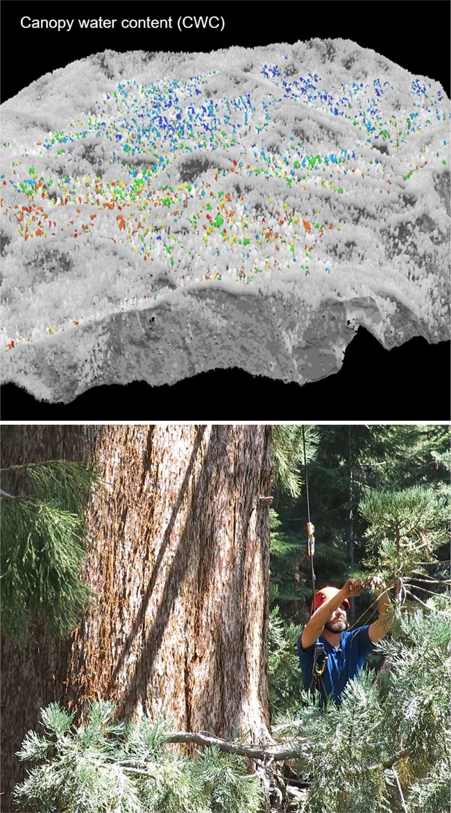 Upper image shows a map of giant sequoia dieback colorcoded for different levels of crown branch dieback; lower image shows a scientist dangling from a rope sampling giant sequoia foliage.