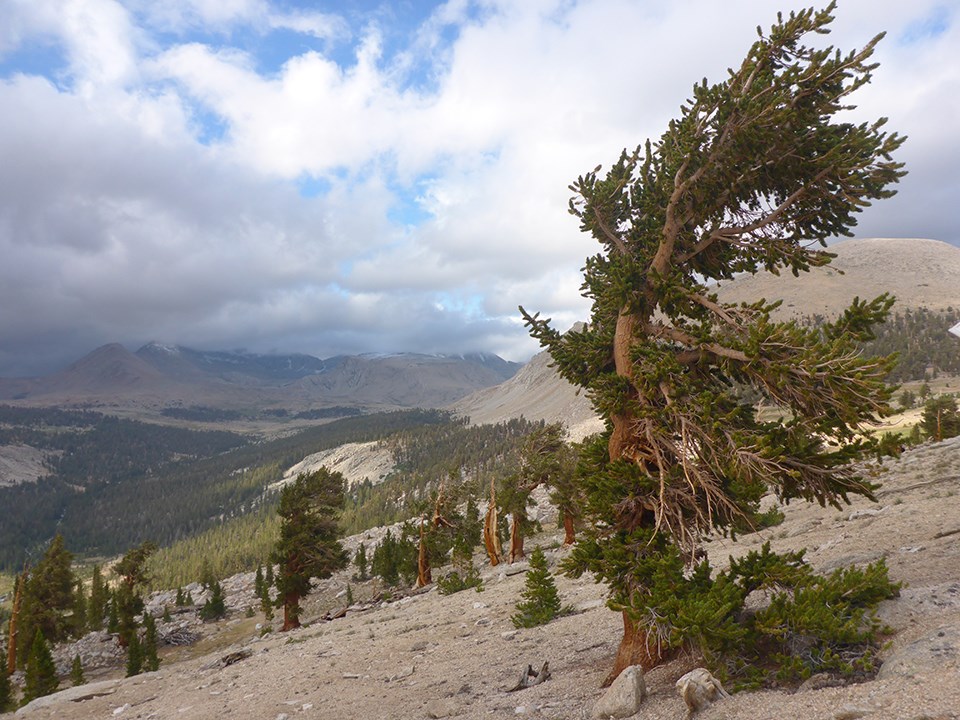 Foxtail pine on rocky slope in the high Sierra