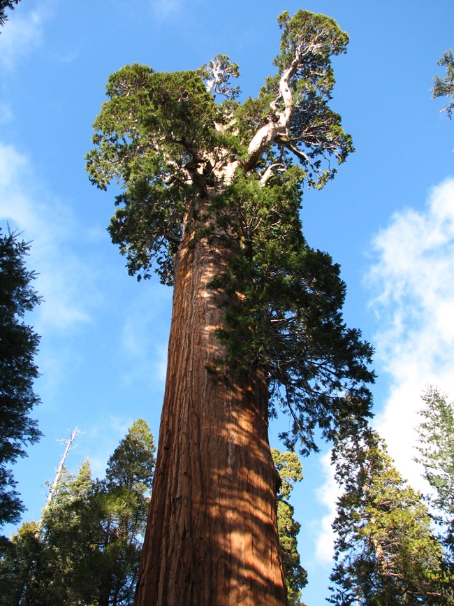 A view of the General Grant tree