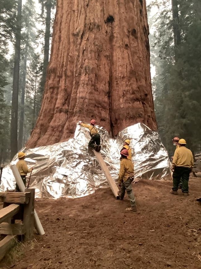 sequoia tree height