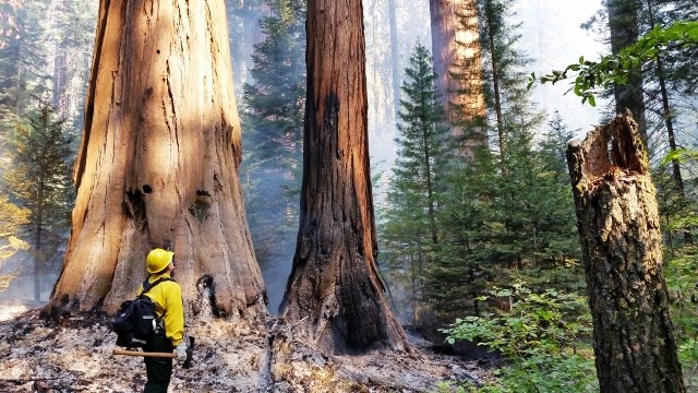 Goliath Prescribed Burn 2016 Goliath Prescribed Burn 2016