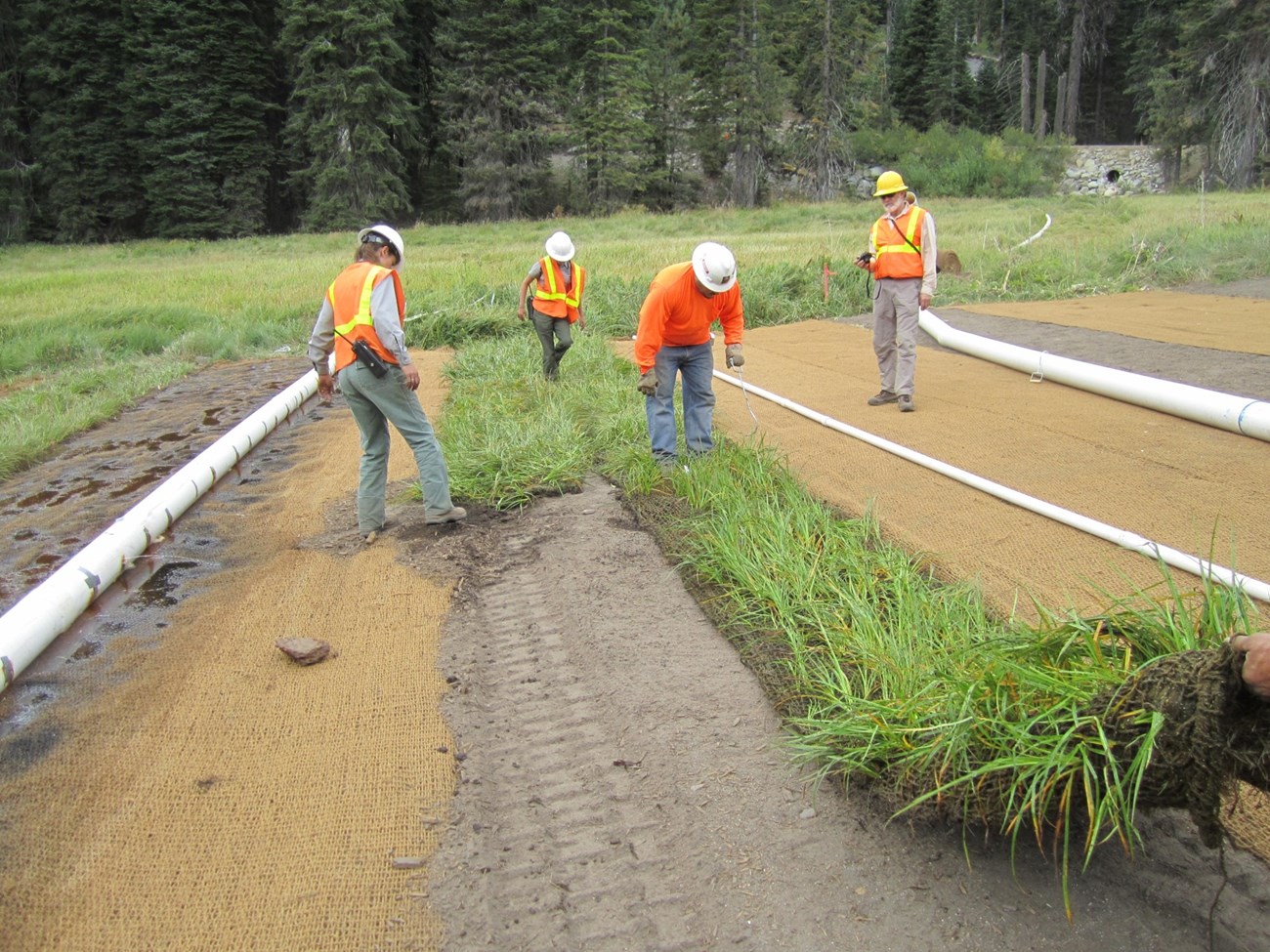 Four people with hard hats, orange vests, and field cloths lay down rolls of sod that are bright green with wetland plants.