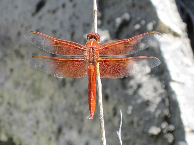 Flame skimmer