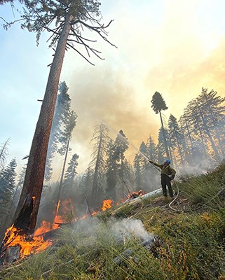A hotshot sprays water from a hose onto a large burning tree.