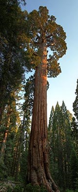 The General Grant Tree at sunset