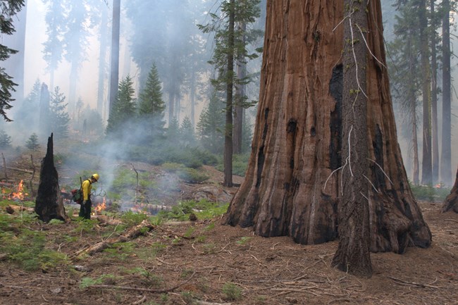 Firefighter igniting prescribed burn with drip torch near a giant sequoia, and smoky forest in background.