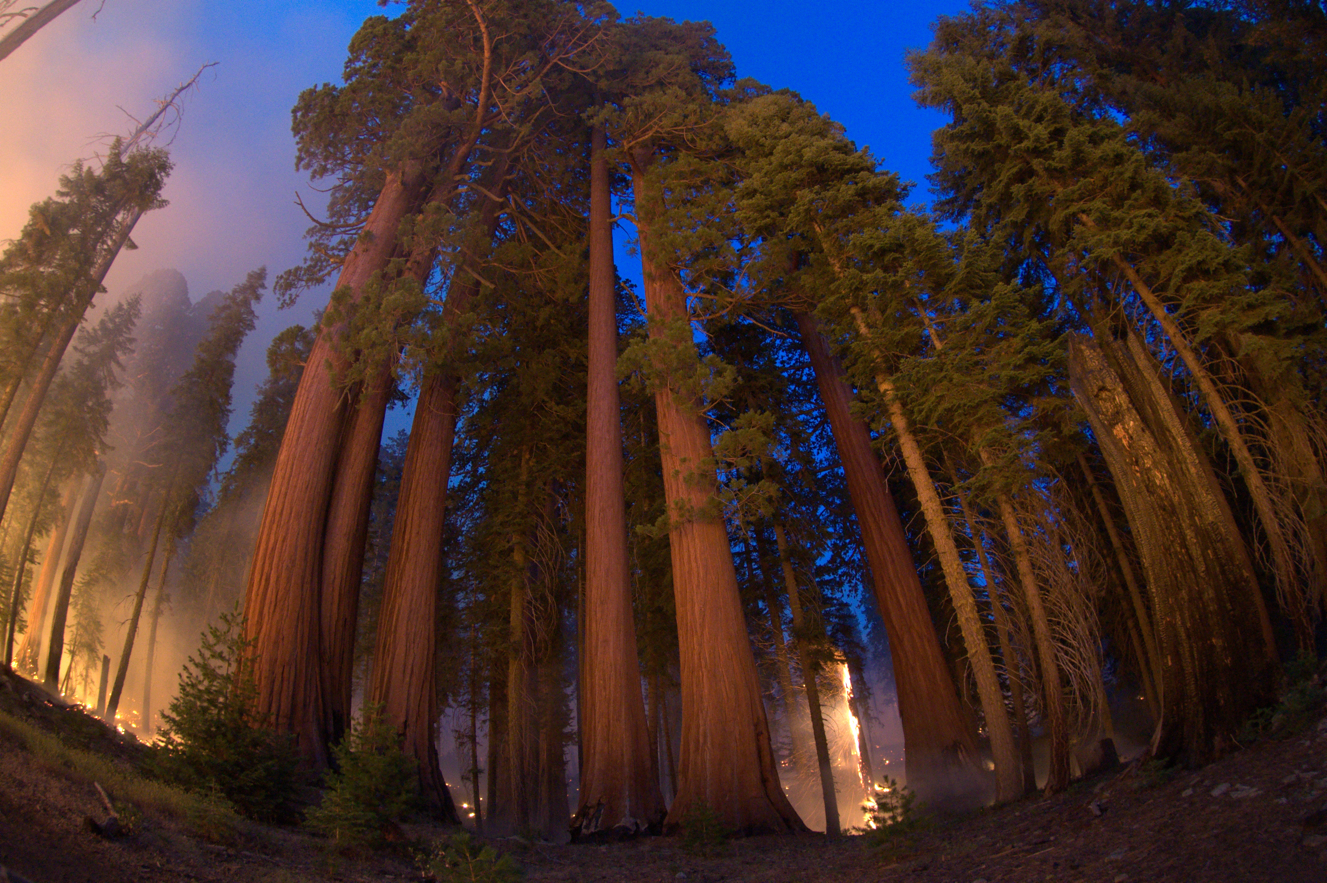 Giant Sequoias And Fire Sequoia Kings Canyon National Parks U S National Park Service