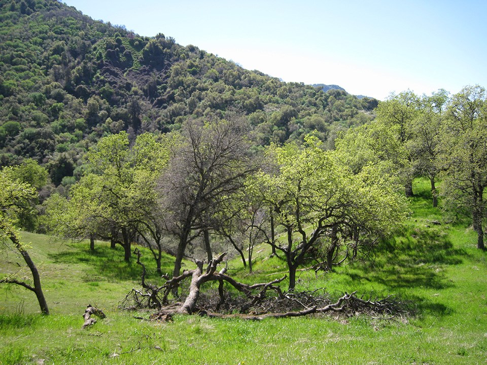 Blue Oak Woodland in Sequoia National Park foothills