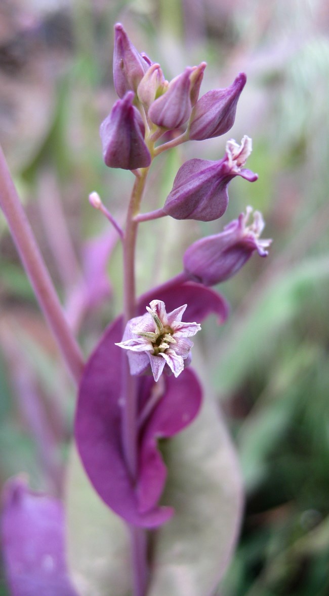 a purple flower with purple stems