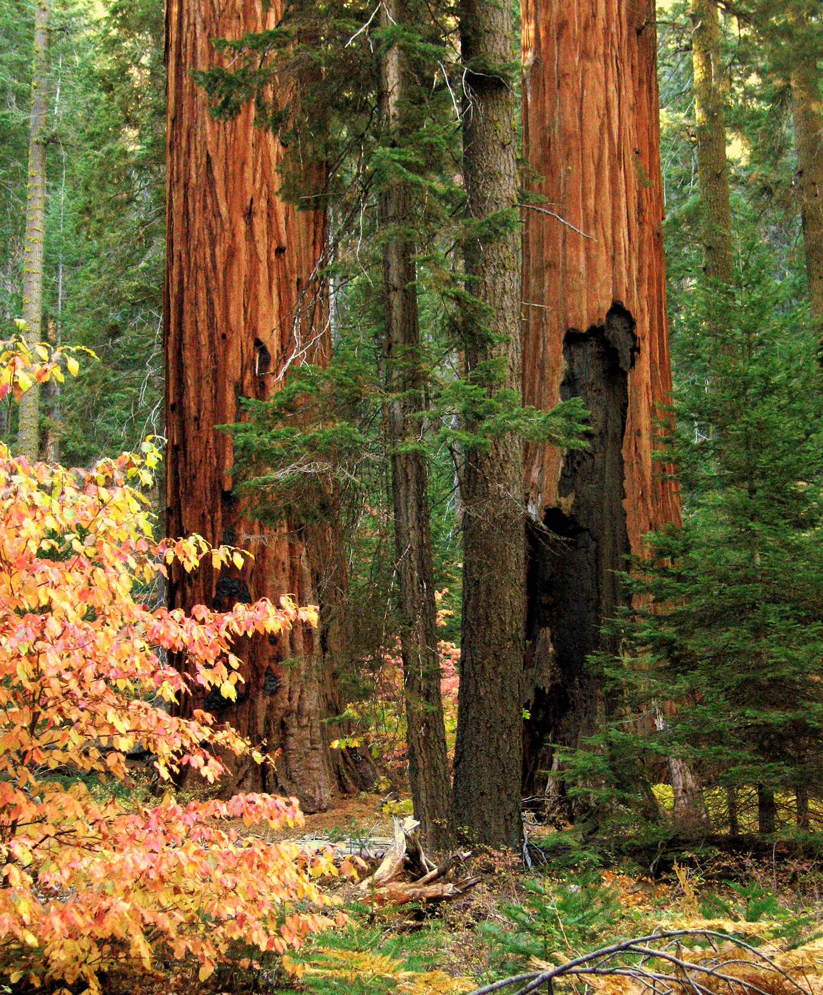 Giant Sequoias - Sequoia & Kings Canyon National Parks (U.S. National Service)